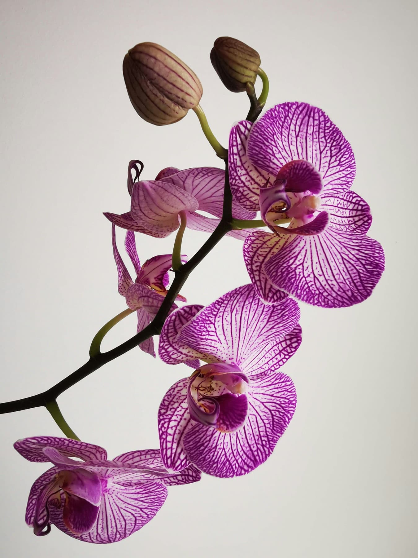 Phalaenopsis orchid in bloom, the emblem of The Orchid Women's Wellness Center